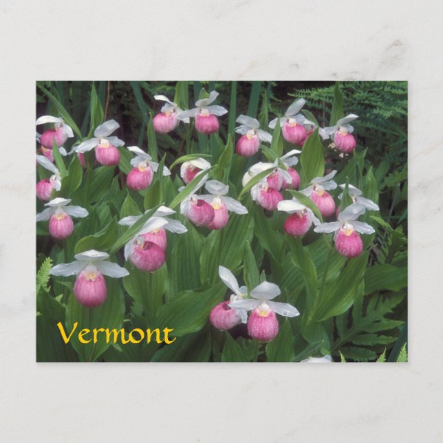 Vermont Showy Lady's Slipper Colony Postkarte (Vorderseite)