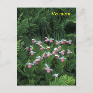 Vermont Showy Lady's Slippers in Ferns Postkarte
