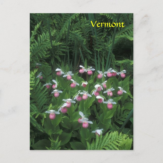 Vermont Showy Lady's Slippers in Ferns Postkarte (Vorderseite)