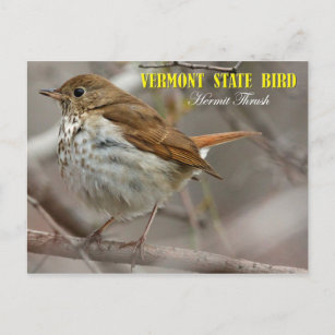 Vermont Staat Bird: Hermit Thrush Postkarte