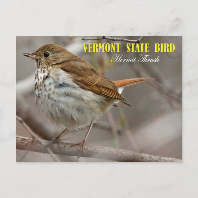 Vermont Staat Bird: Hermit Thrush Postkarte (Vorderseite)