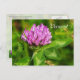 Vermont Staat Blume: Rote Klee Postkarte (Vorne/Hinten)
