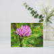 Vermont Staat Blume: Rote Klee Postkarte (Stehend Vorderseite)