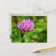 Vermont Staat Blume: Rote Klee Postkarte (Vorderseite/Rückseite Beispiel)