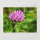 Vermont Staat Blume: Rote Klee Postkarte (Vorderseite)