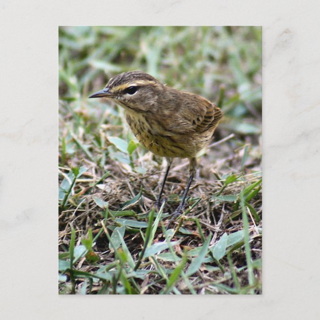Vero Bird Foto Postcard Postkarte (Vorderseite)