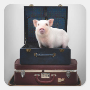 Verpacken von Schweineklebern Quadratischer Aufkleber