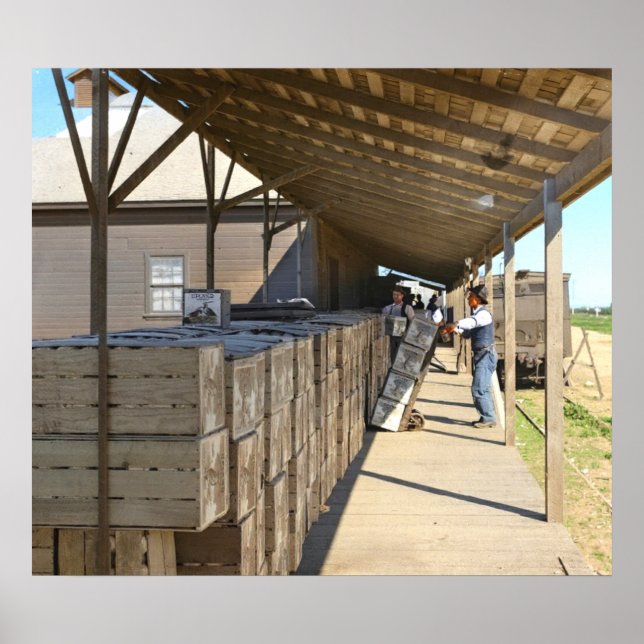 Verpackungsablage für den Versand von Orangen Onta Poster (Vorne)