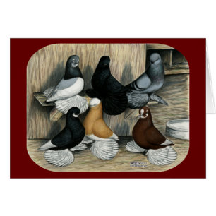 Verpfuschte Trommel-Tauben