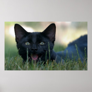 Verrückte schwarze Katze Poster