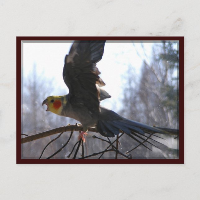 verrückte Vogel Postkarten (Vorderseite)