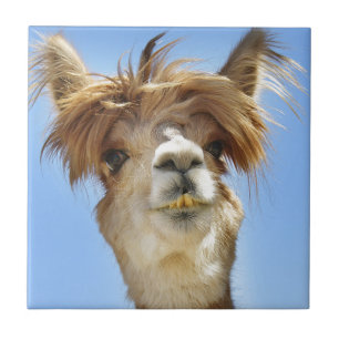 Verrücktes Haar-Alpaka Fliese