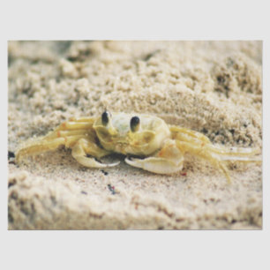 Versanden Sie Krabbe, Curaçao, karibische Inseln, Seidenpapier