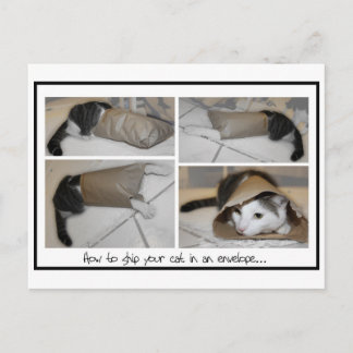 Verschicken Sie eine Katze per E-Mail an lustige n Postkarte