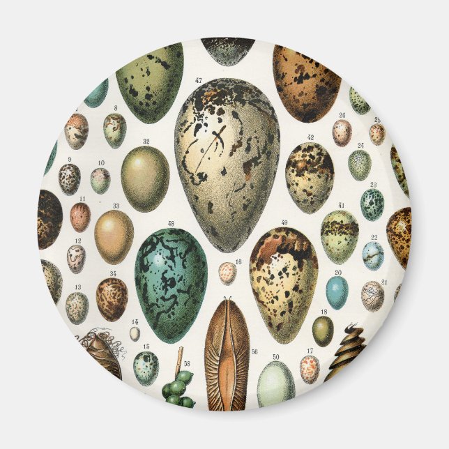 Verschiedene Arten der wissenschaftlichen Darstell Magnet (Vorne)