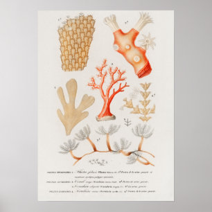 Verschiedene Arten von Korallen Poster