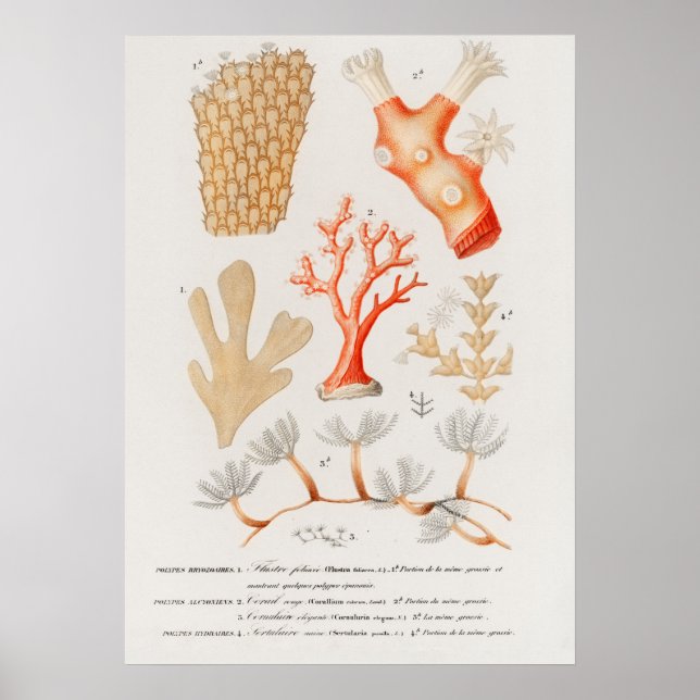 Verschiedene Arten von Korallen Poster (Vorne)