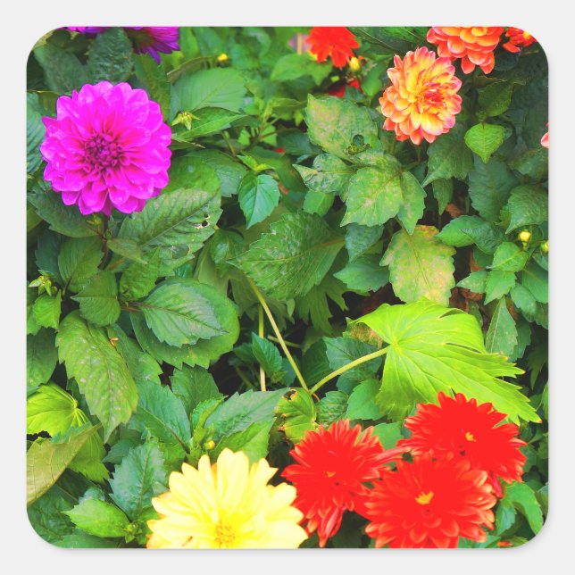 Verschiedene Dahlias #1-1 Stickers (Vorderseite)