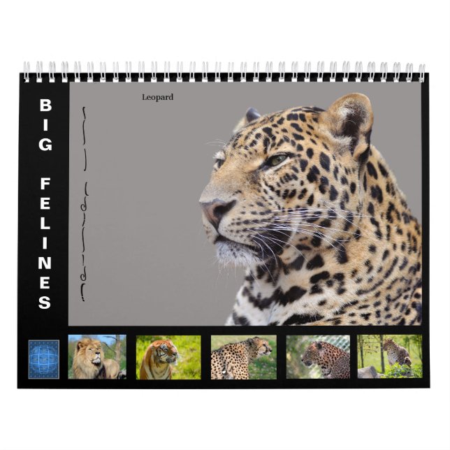 Verschiedene große katzenähnliche 12 Monate Kalend Kalender (Titelbild)