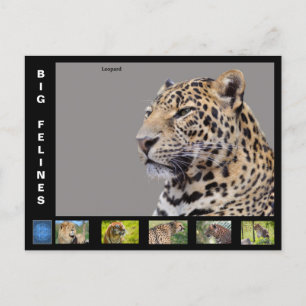 Verschiedene große katzenartig feiertagspostkarte