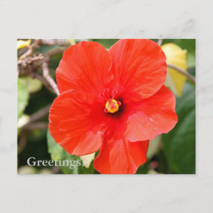Verschiedene Hibiskus-Postkarte Postkarte
