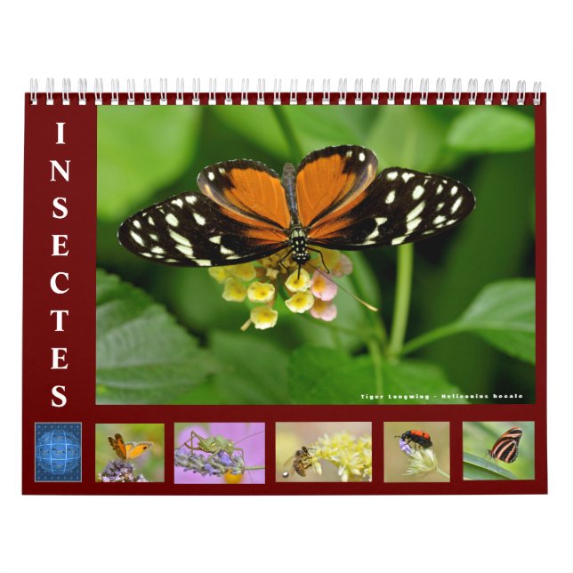 Verschiedene Insekten 12 Monate Kalender (Titelbild)