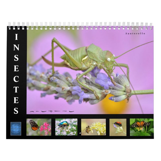 Verschiedene Insekten 12 Monate Kalender (Titelbild)