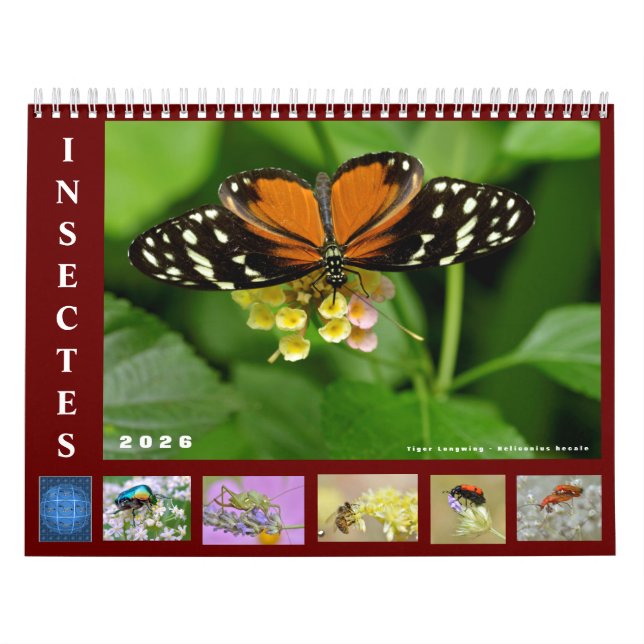 Verschiedene Insekten 12 Monate Kalender (Titelbild)
