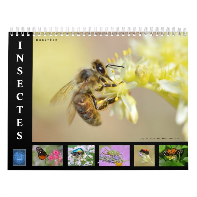Verschiedene Insekten 12 Monate Kalender (Titelbild)