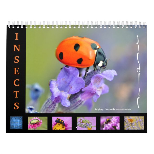 Verschiedene Insekten für den Kalender (Titelbild)