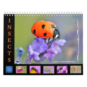 Verschiedene Insekten für den Kalender