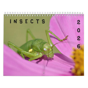 Verschiedene Insektenkalender Kalender