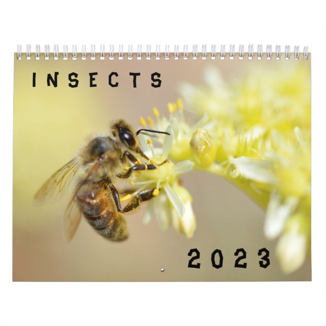 Verschiedene Insektenkalender Kalender (Titelbild)