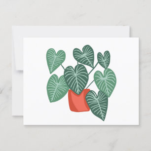 Verschiedene Monstera Postkarte