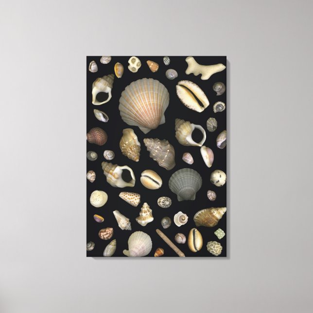 Verschiedene Muscheln Leinwanddruck (Vorderseite)