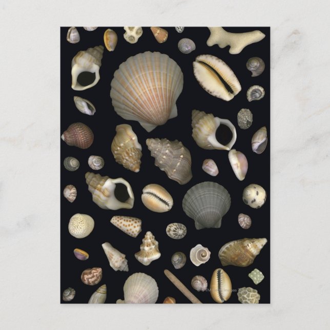 Verschiedene Muscheln Postkarte (Vorderseite)