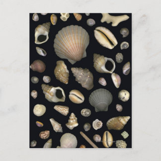 Verschiedene Muscheln Postkarte