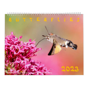 Verschiedene Schmetterlinge für den Kalender 2023