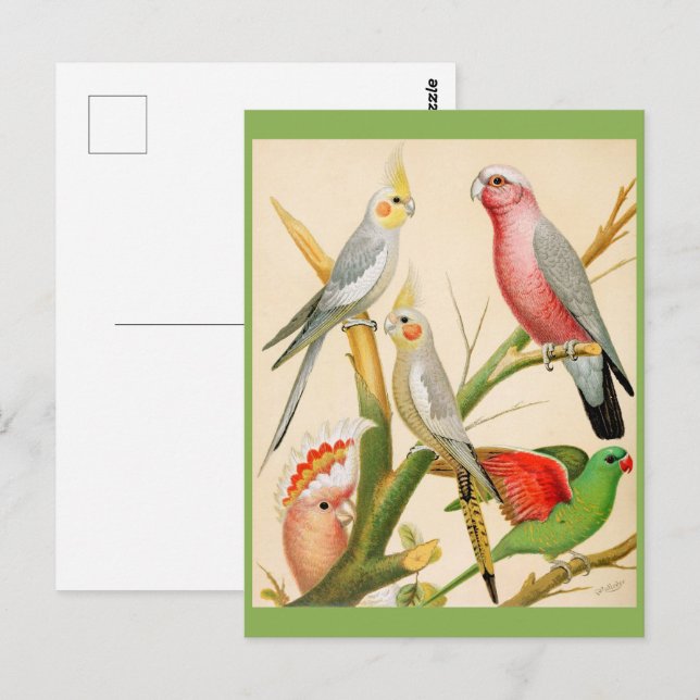 Verschiedene Sittiche Postkarte (Vorne/Hinten)