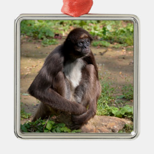 Verschiedene Spinnenaffen auf dem Boden Ornament Aus Metall