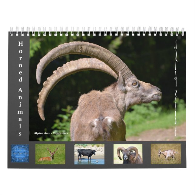 Verschiedene Tiere 12 Monate Kalender (Titelbild)