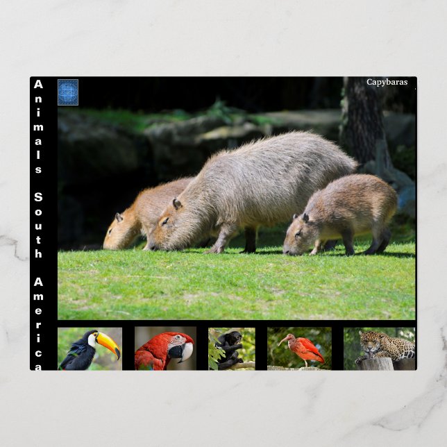 Verschiedene Tiere aus Südamerika Folien Feiertagspostkarte (Vorderseite)