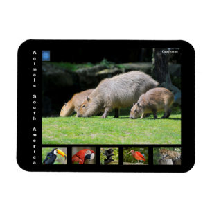 Verschiedene Tiere aus Südamerika Magnet
