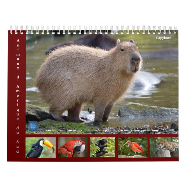 Verschiedene Tiere Südamerikas 12 Monate Kalender (Titelbild)
