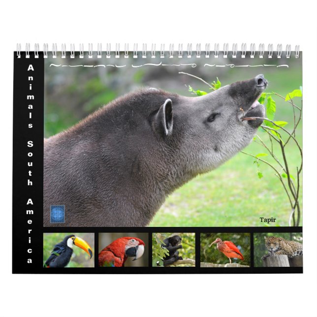 Verschiedene Tiere Südamerikas 12 Monate Kalender (Titelbild)