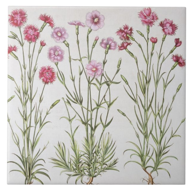 Verschiedene Vielzahl von Dianthus, vom 'Hortus Ey Fliese (Vorderseite)