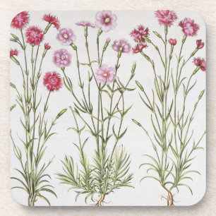 Verschiedene Vielzahl von Dianthus, vom 'Hortus Ey Getränkeuntersetzer