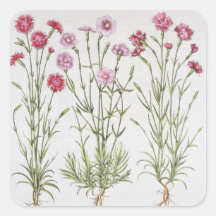 Verschiedene Vielzahl von Dianthus, vom 'Hortus Ey Quadratischer Aufkleber