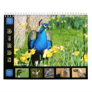 Verschiedene Vögel 12 Monate Kalender