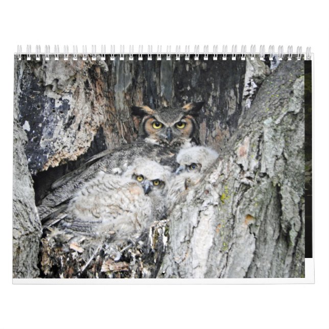 Verschiedene Vögel und Enten Kalender (Titelbild)